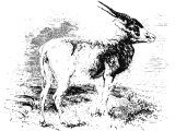 Addax antelop (Orys addax), Heb. YaChMOR, translated fallow deer (Deut.14.5, 1King.4.23)